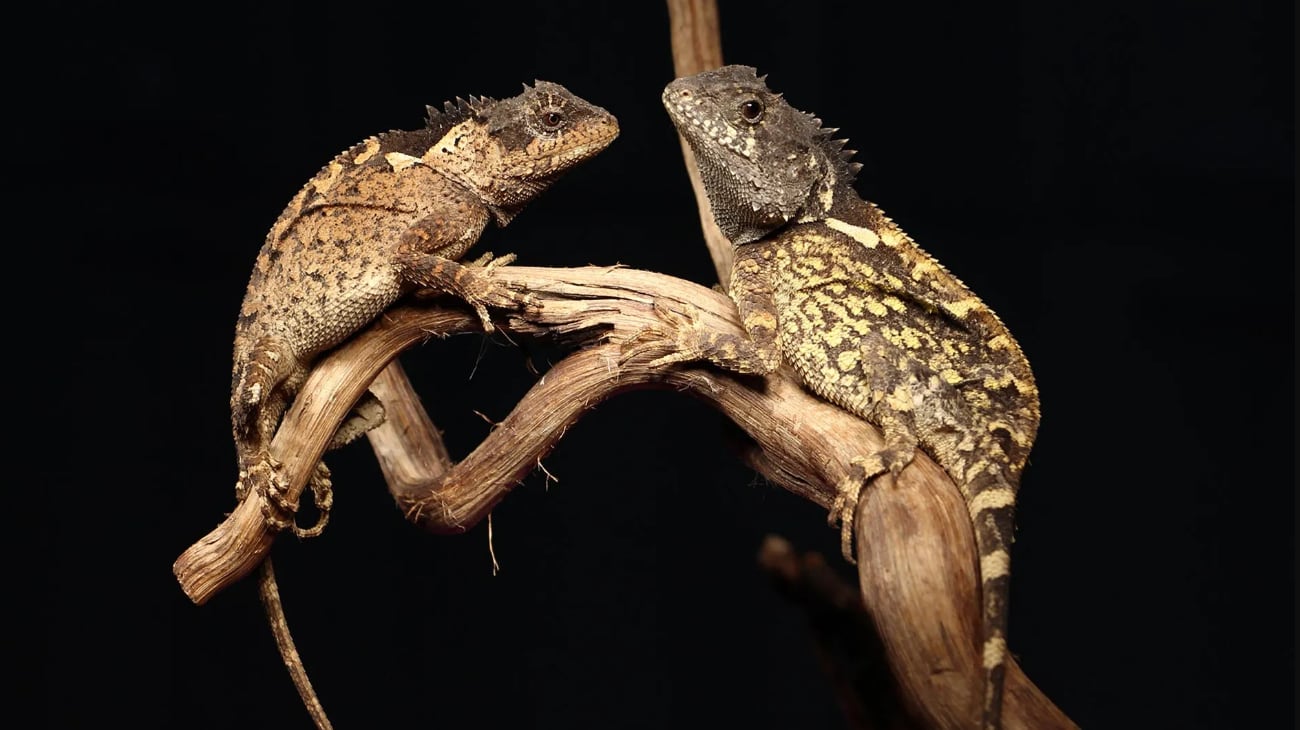 Los científicos encontraron varios rasgos del lagarto que recuerdan al personaje de ficción.