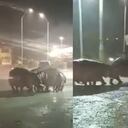 Hipopótamos se toman calles de Antioquia.