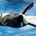 El documental "Blackfish" afectó financieramente a SeaWorld más de lo reportado por la empresa a sus inversores, según los reguladores bursátiles de Estados Unidos, tras ocultar el maltrato a las orcas. Foto: GETTY/AFP/Archivos / GERARDO MORA