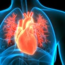 Una buena circulación es determinante para cuidar la salud del corazón.