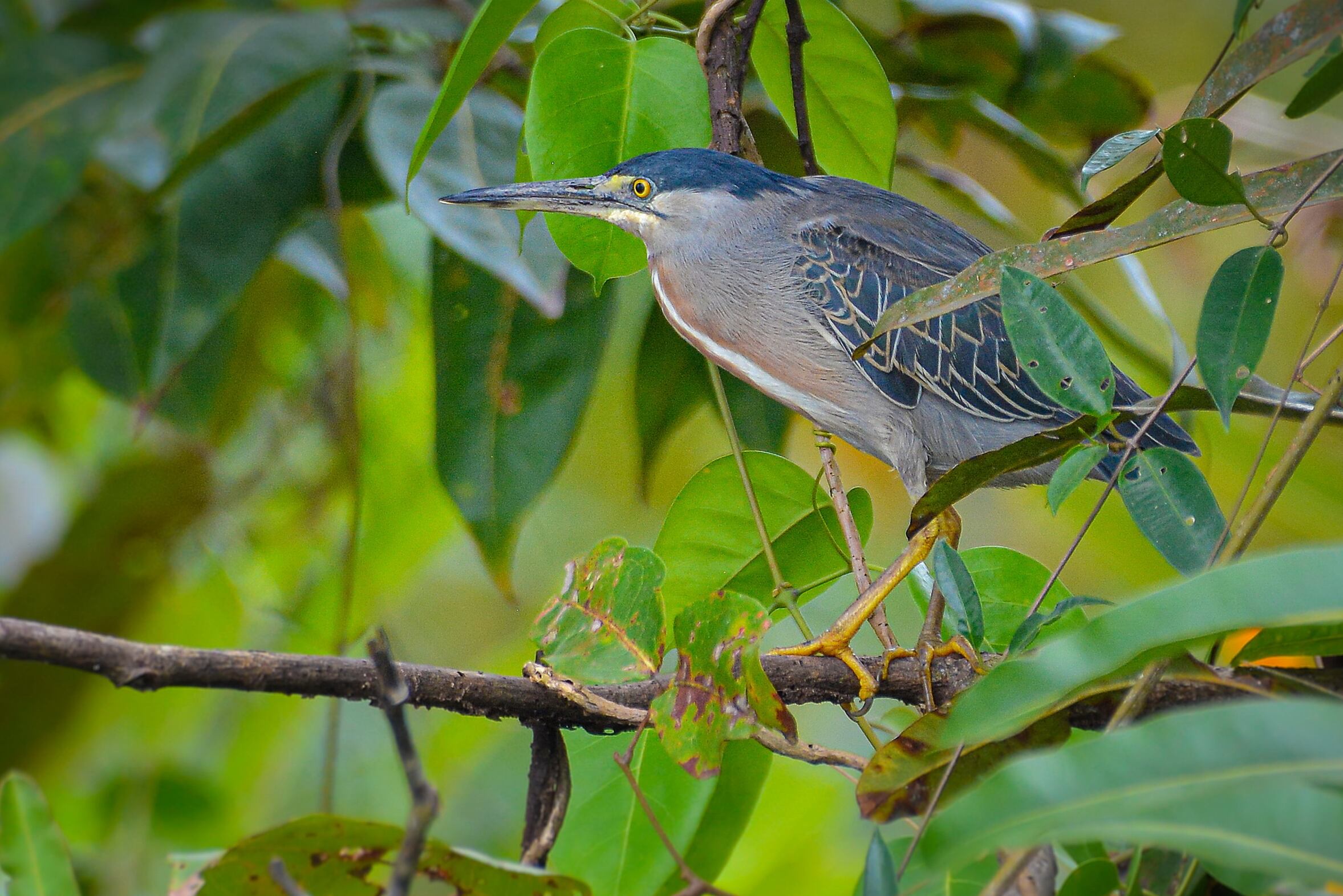 Del 29 de septiembre al 5 de octubre de 2025, Cali será el epicentro mundial de la conservación, la innovación y la acción ambiental con la primera Semana de la Biodiversidad, un evento que proyecta a América Latina y el Caribe como protagonistas en la defensa del planeta. Foto Jorge Orozco