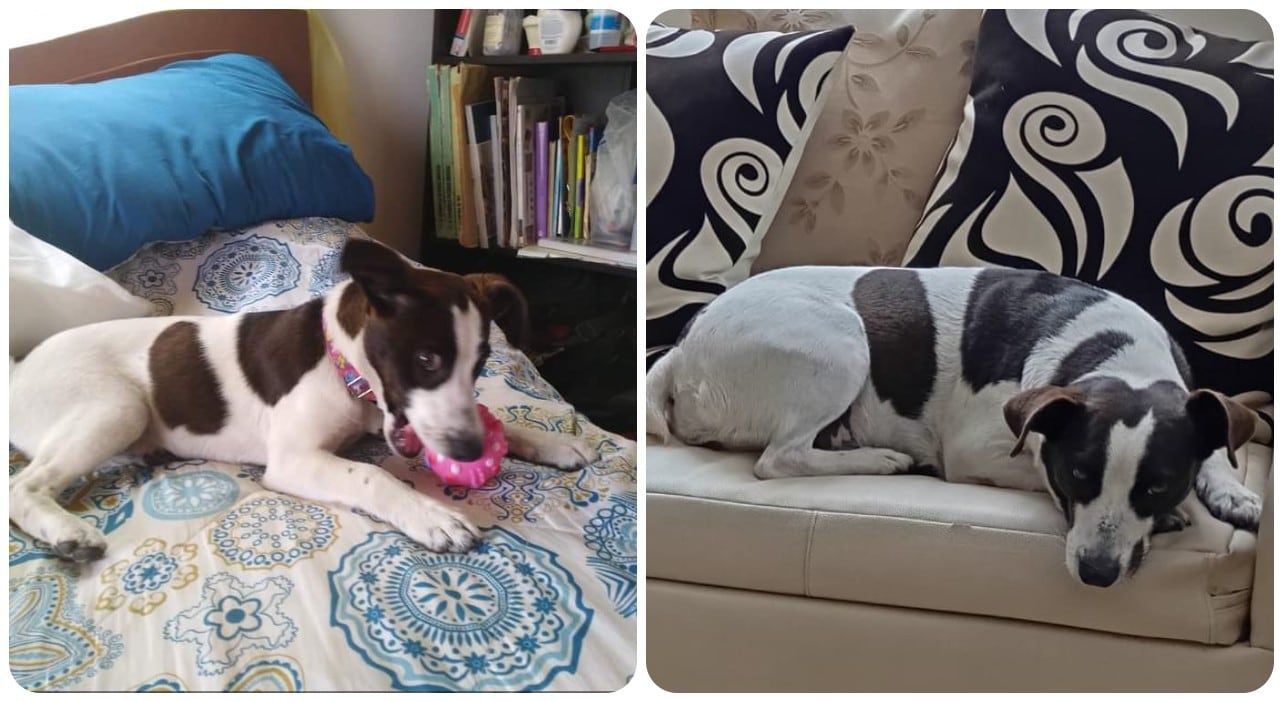 Dulzura, perrita perdida