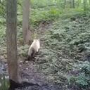 Los cuidadores del lugar quedaron sorprendidos con el avistamiento del extraño oso.