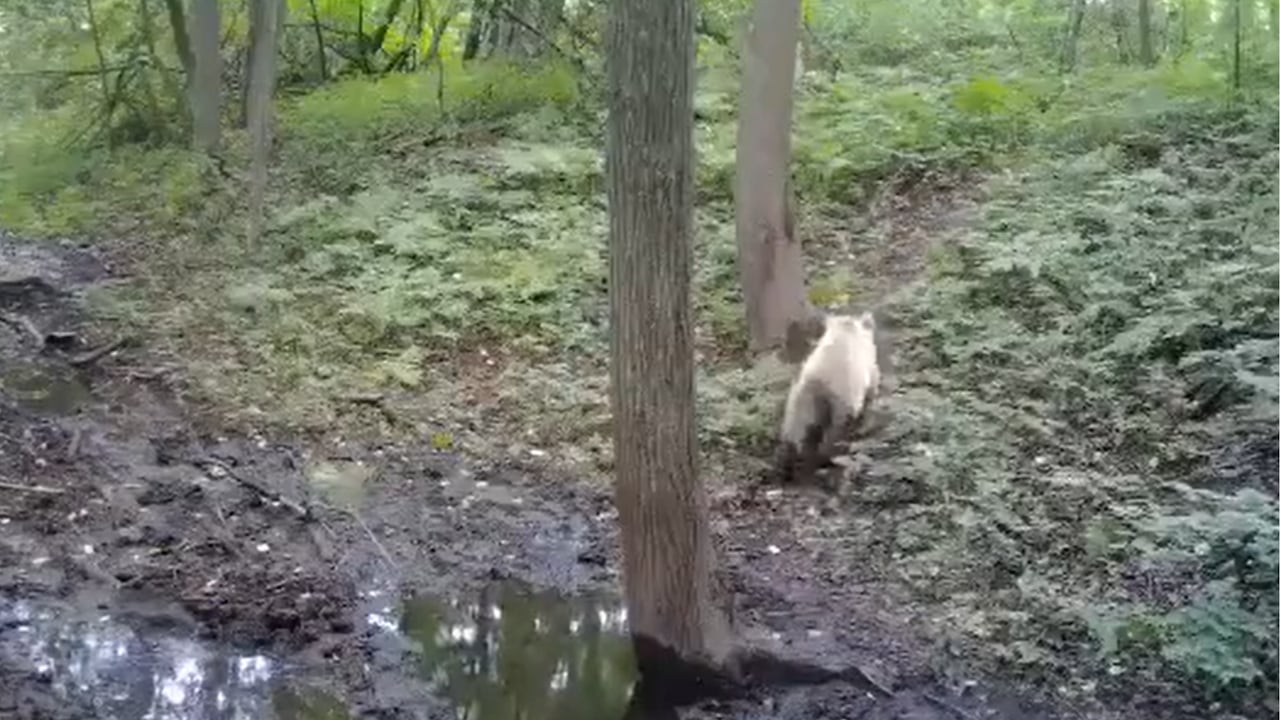 Los cuidadores del lugar quedaron sorprendidos con el avistamiento del extraño oso.