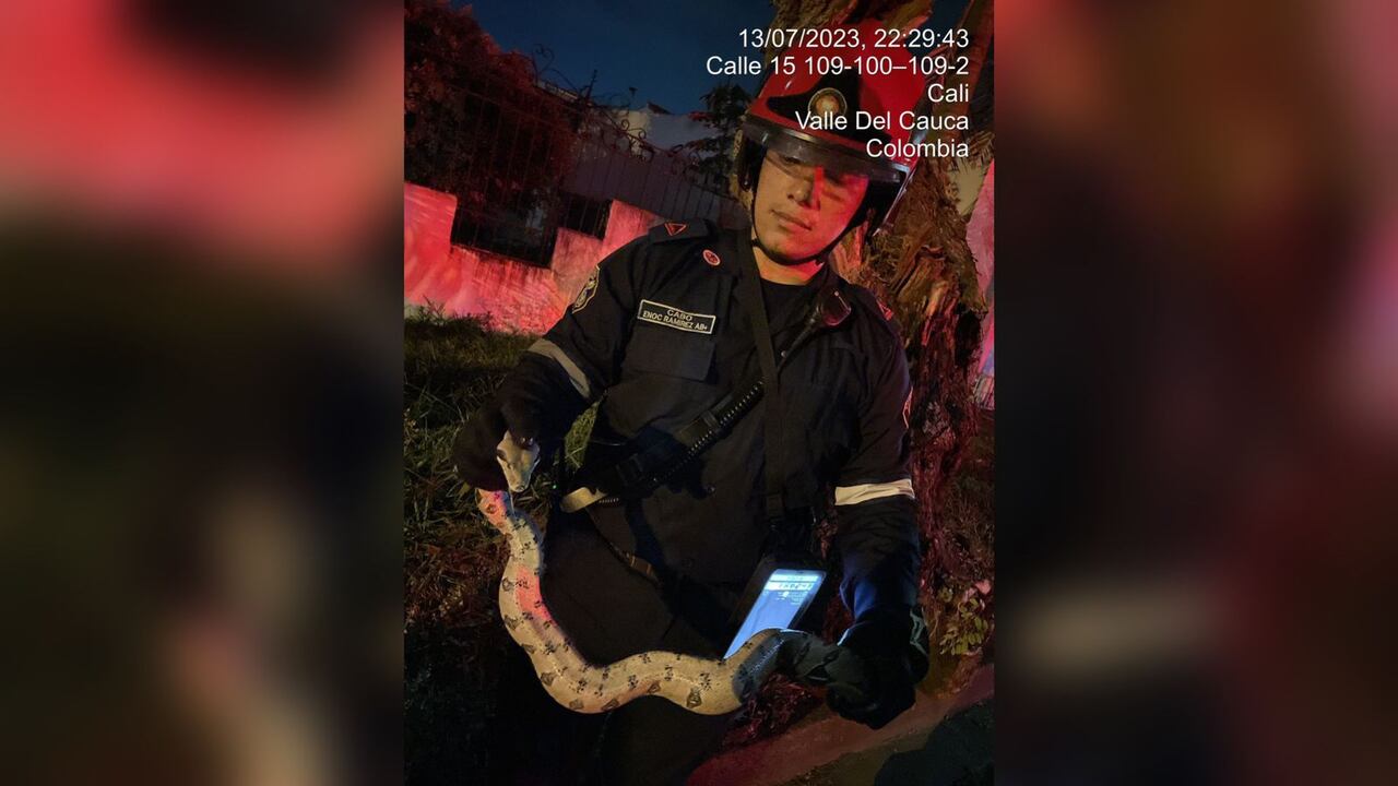 La boa fue rescatada y liberada en un lugar seguro.