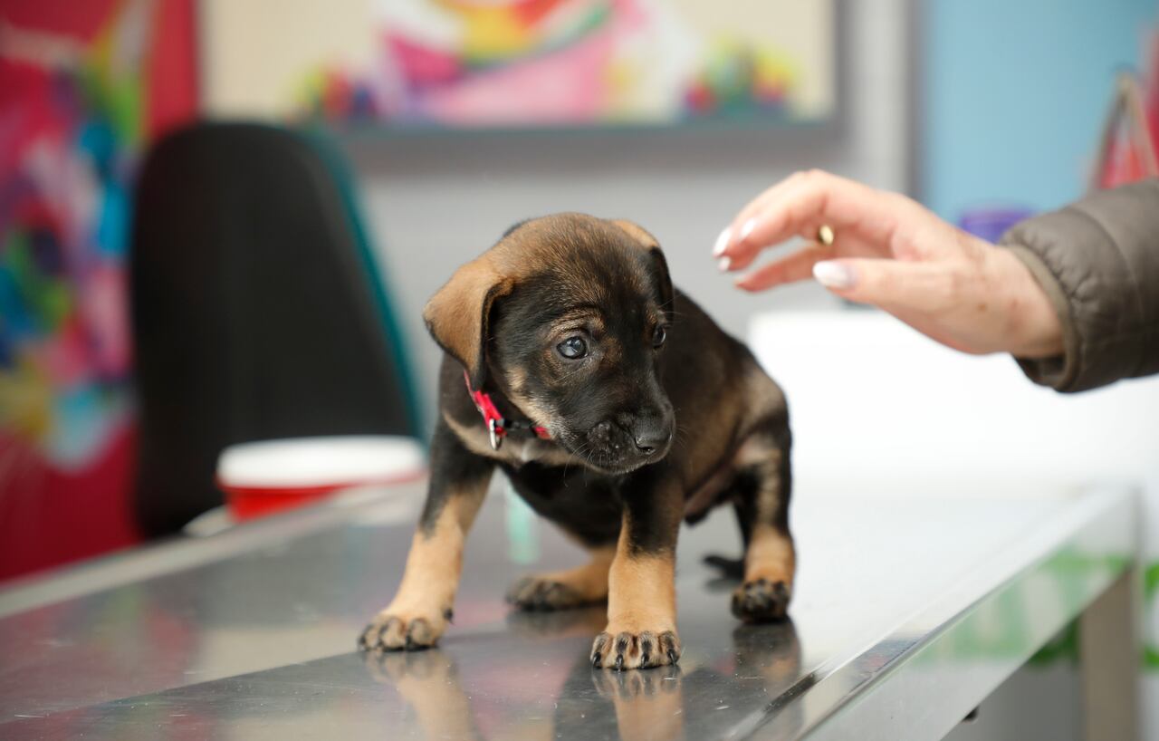 Chocolate, el alimento prohibido para perros y gatos, esta es la razón