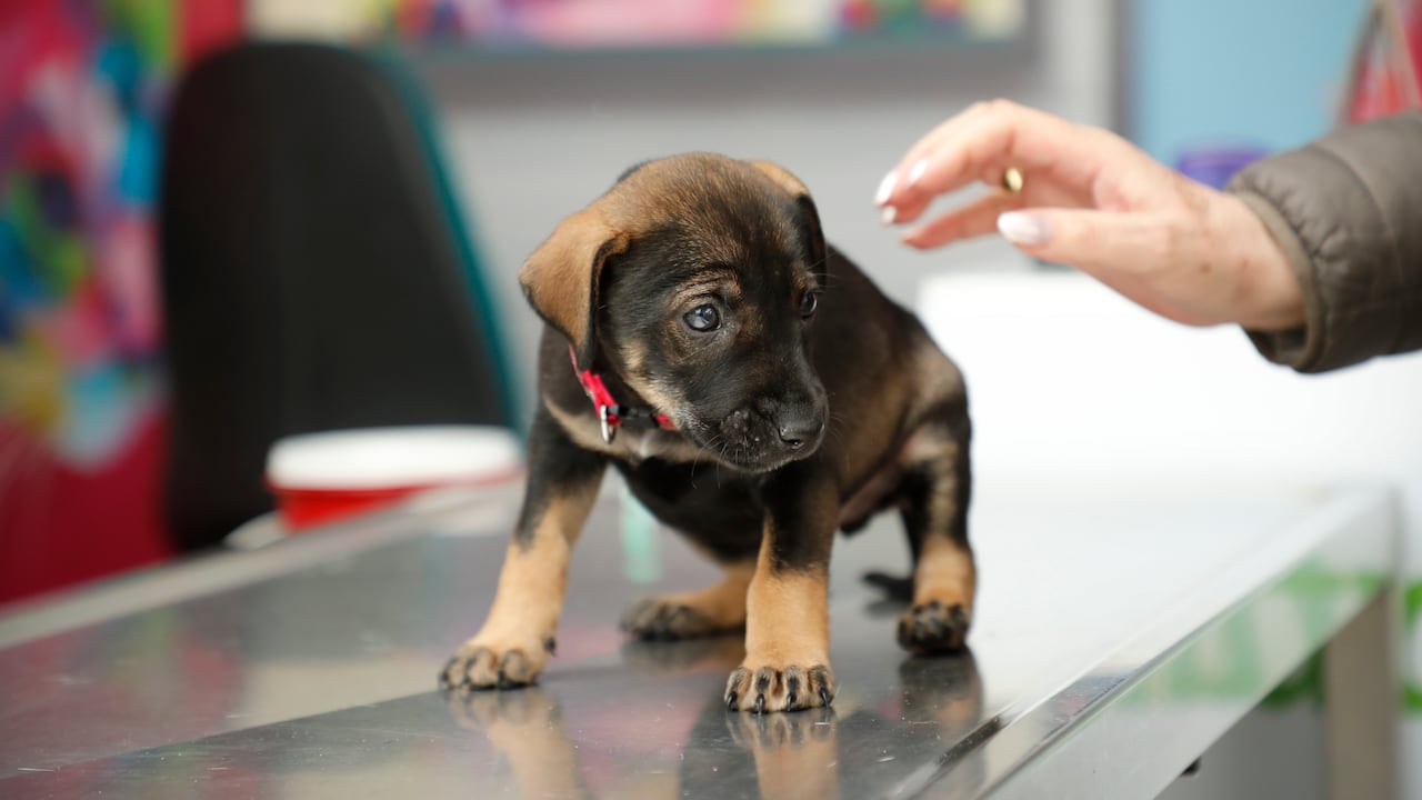 Un proyecto de ley busca reglamentar el desplazamiento de las mascotas en el transporte público.