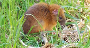 Su localización fue dadad en la Reserva ProAves Loro Coloniazul