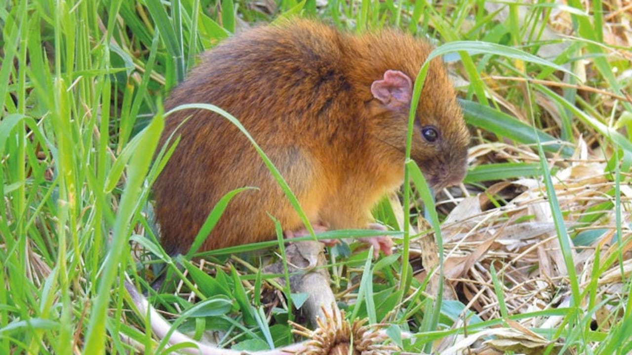 Especie animal que se creía desaparecida en Colombia fue vista en los bosques de Génova, Quindío