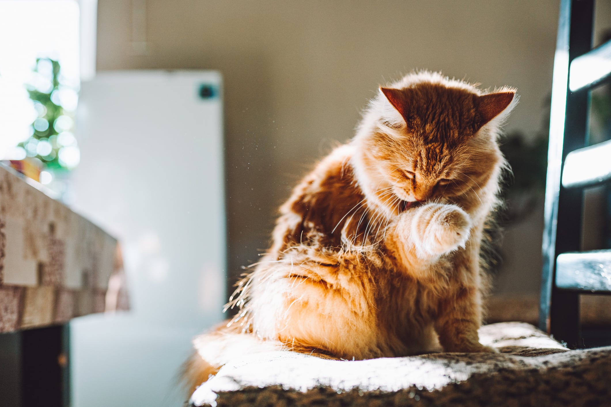 Gato acicalándose
