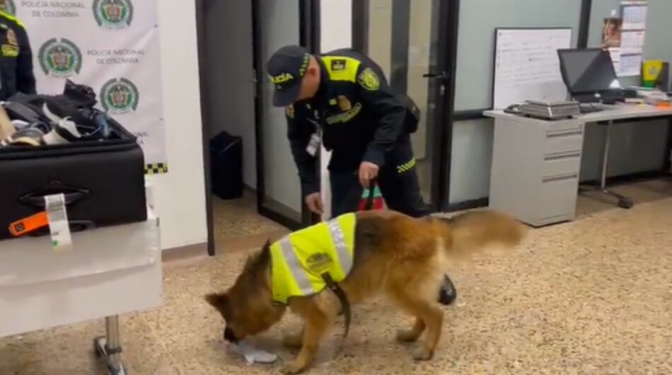 Canino ayudó a confirmar el hallazgo de cocaína en la maleta del exfutbolista.