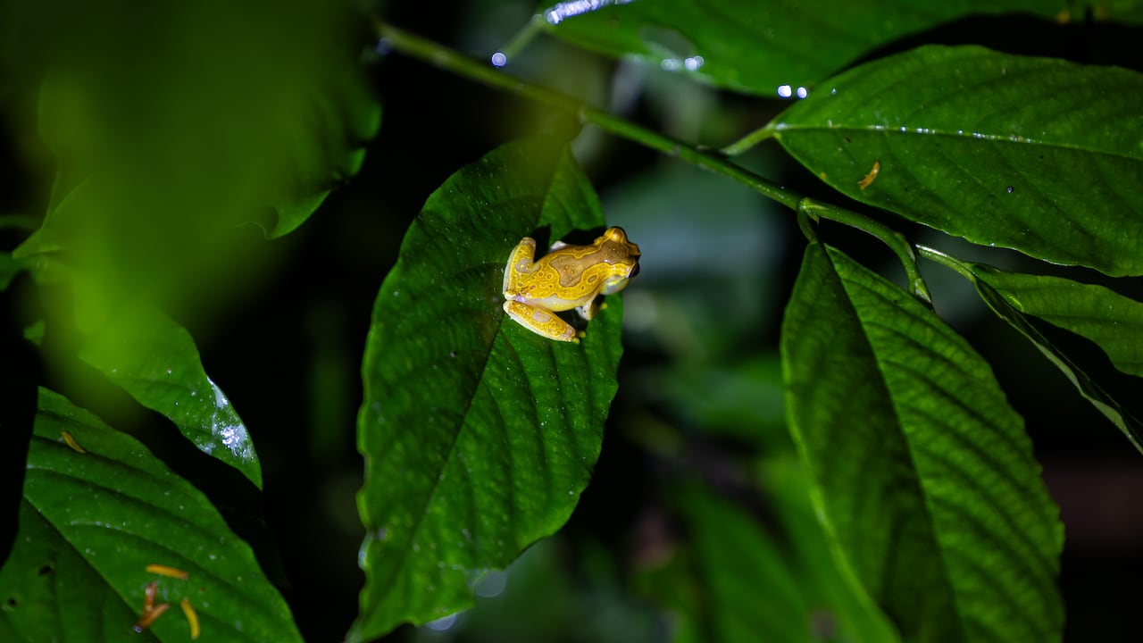 Costa Rica alberga el 6,5 por ciento de la biodiversidad mundial.