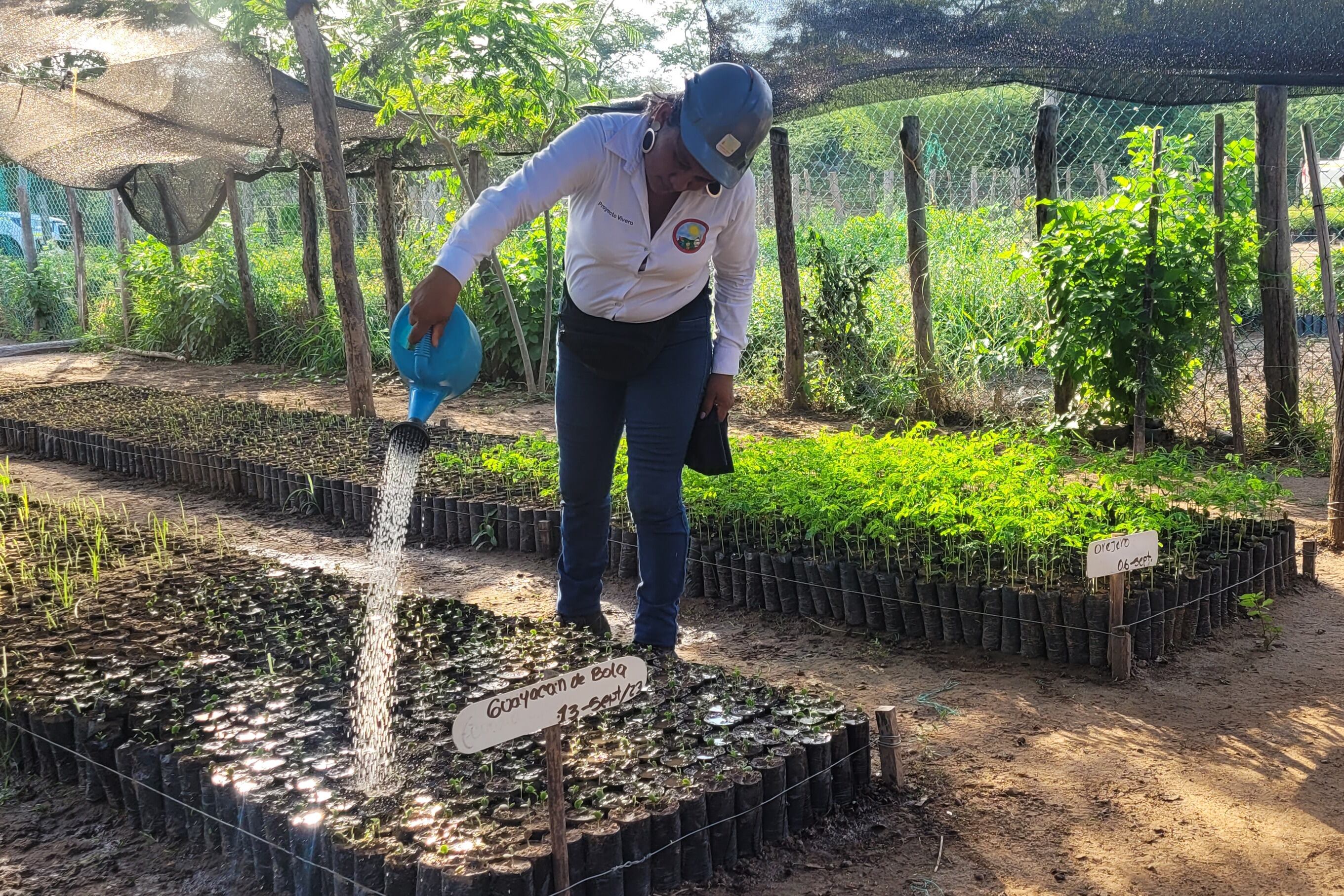 El vivero de Provincial tiene como meta producir anualmente 100 mil plántulas de diferentes especies nativas.