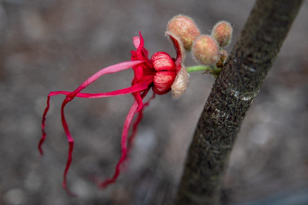 Floreció la herrania en el Tropicario en Bogotá