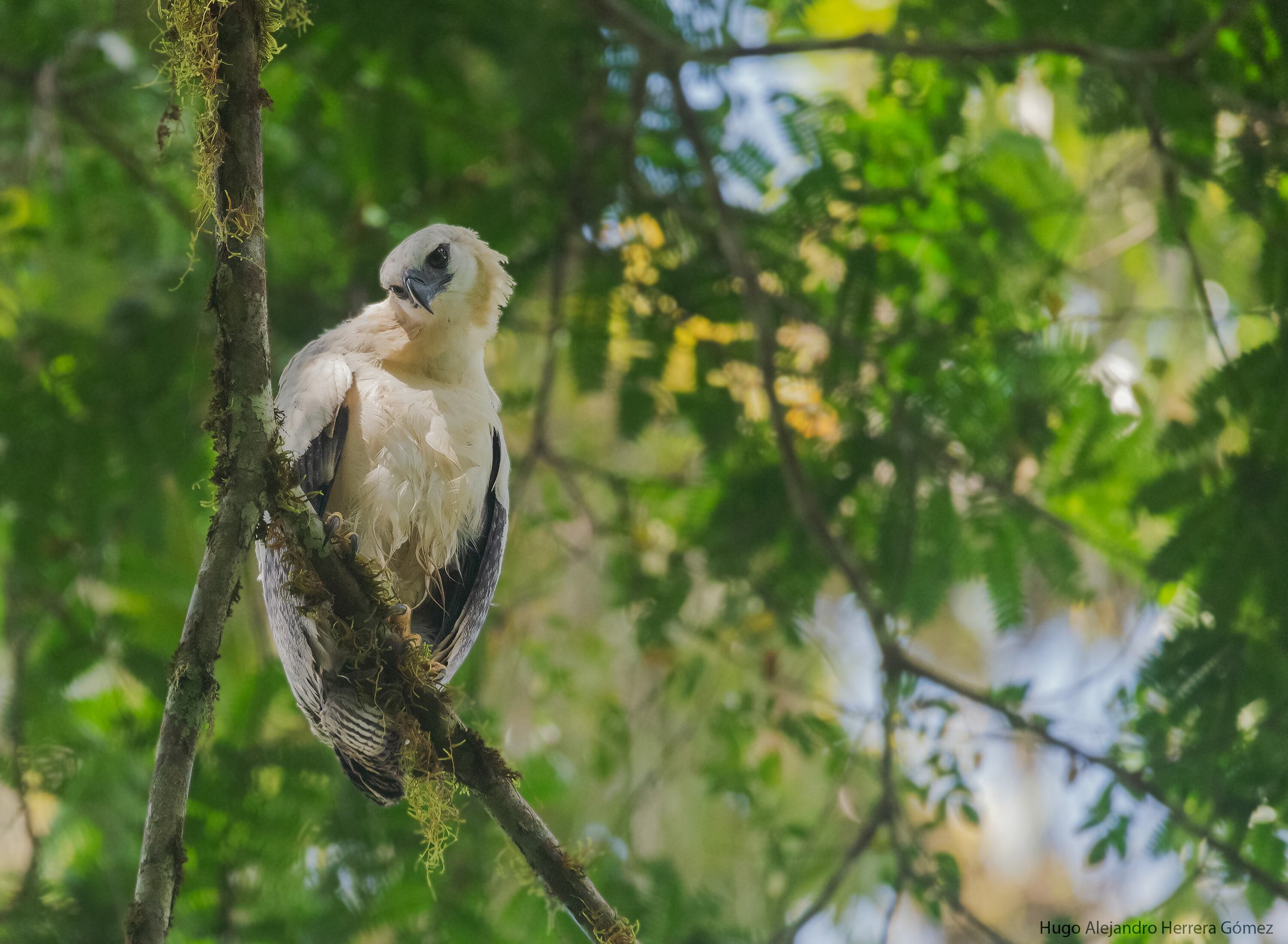 El nacimiento de Millo fue el primero registrado de un águila crestada en el país.