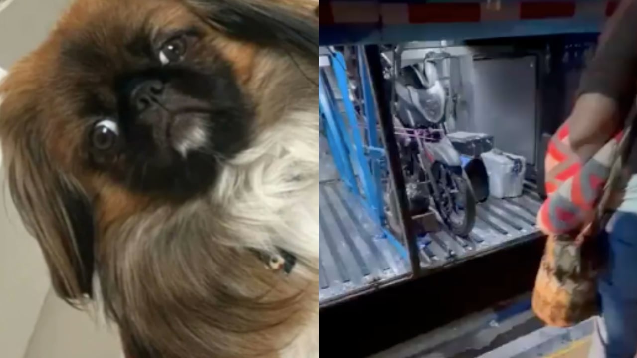 El perro Maxi y la zona del maletero del bus donde murió.