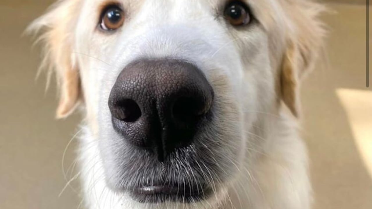 El dulce cachorro de 64 libras finalmente encontró a su familia después de que lo devolvieran al refugio 14 veces.