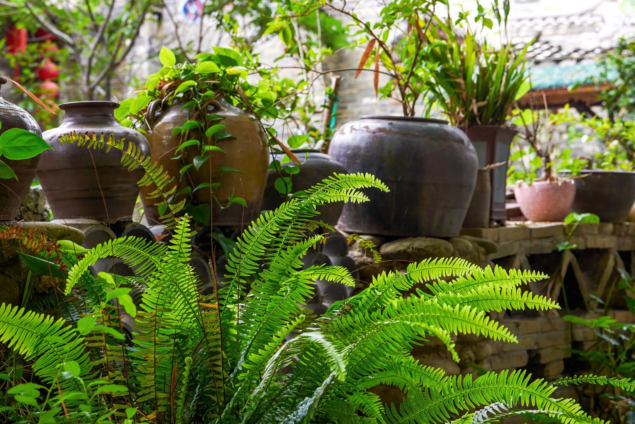 Conocer la manera correcta de utilizar el vinagre puede marcar la diferencia entre el éxito y el fracaso en el cuidado del jardín.