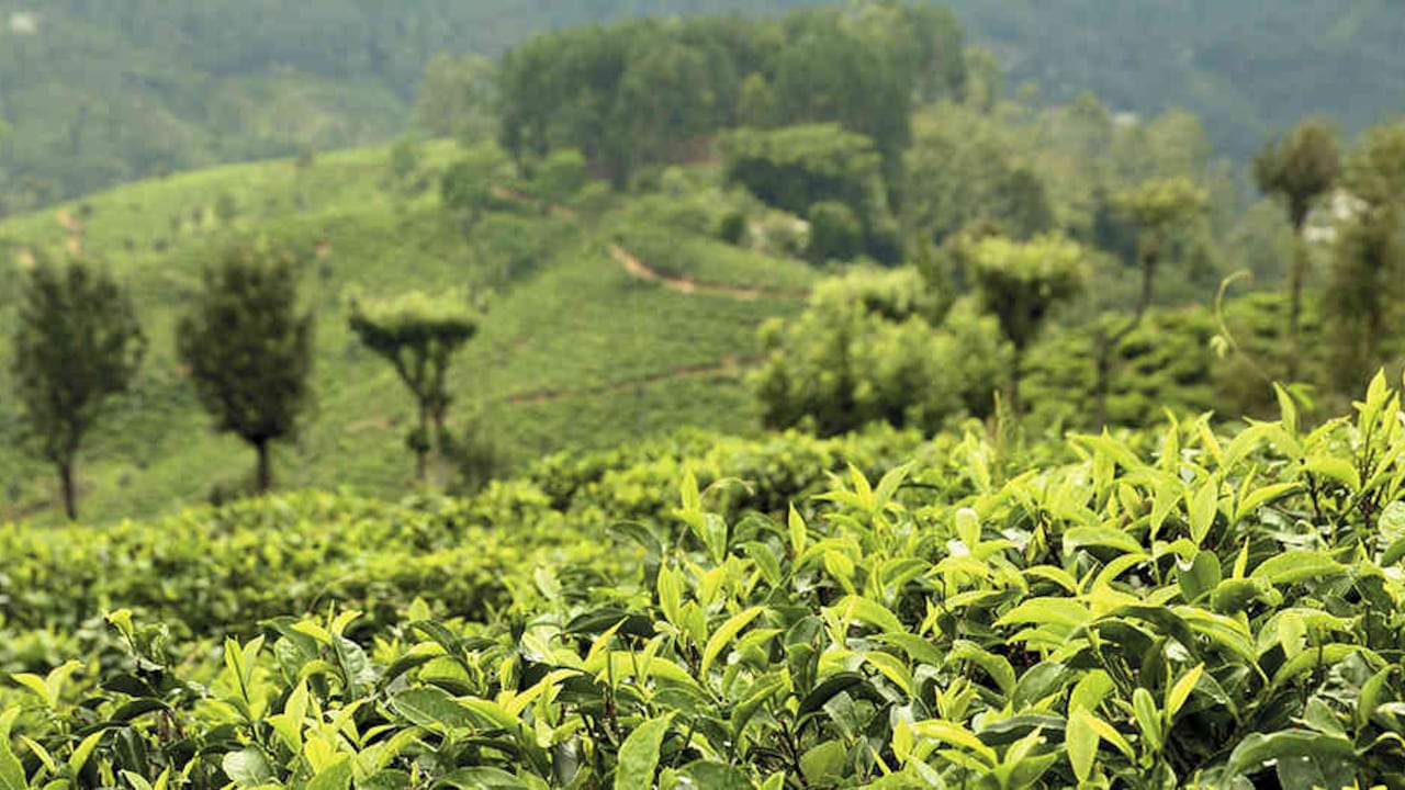 De estas plantaciones de té salen las dos marcas que vende Agrícola Himalaya: Hindú y Bitaco.