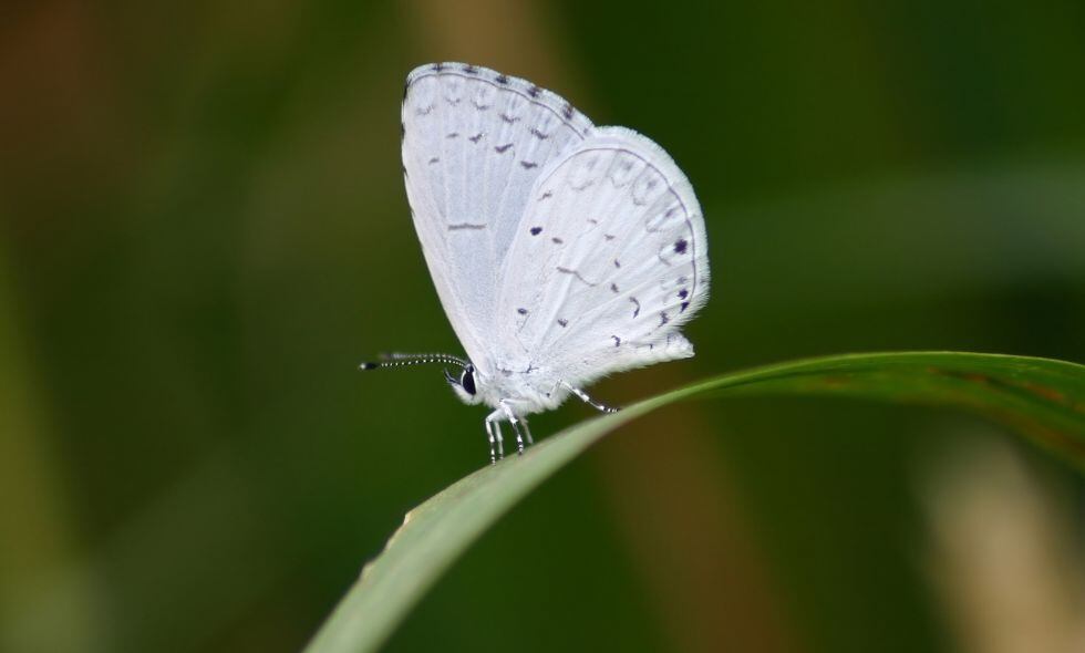 Mariposa blanca