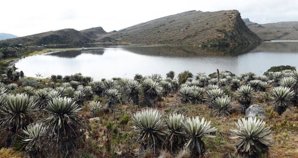 Páramo de Sumapaz. 