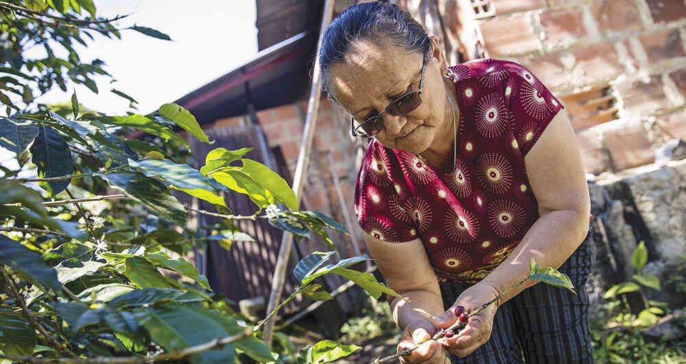 Luz Marina Peñalosa, de 59 años, es una de las líderes campesinas más respetadas de Bajo Palmar. Se ha capacitado en el Sena para ampliar sus conocimientos sobre el café.