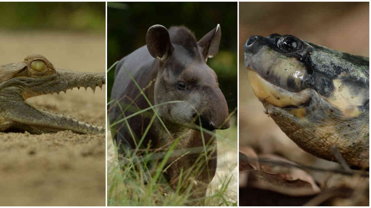 El caimán llanero, la danta y la tortuga charapa son algunas de las especies beneficiadas por este proyecto de conservación. Foto: "El PATO" Salcedo / WCS Colombia