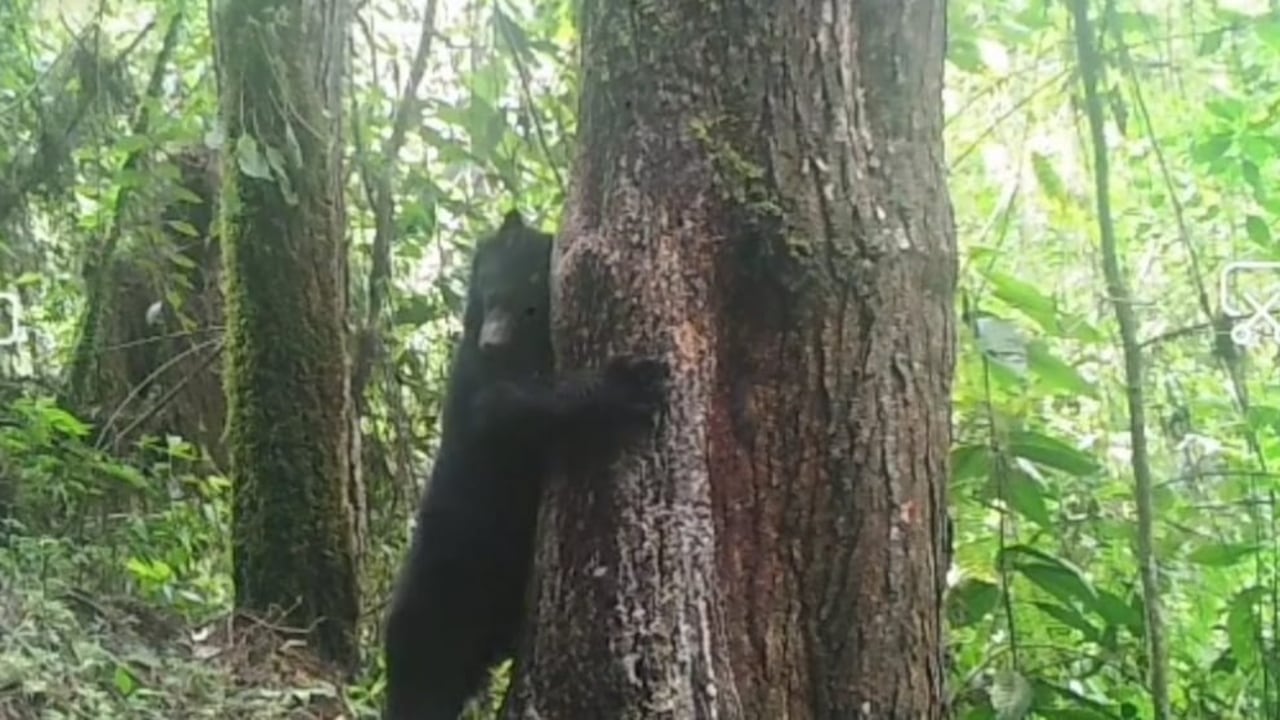 Oso andino avistado en el Parque Tatamá