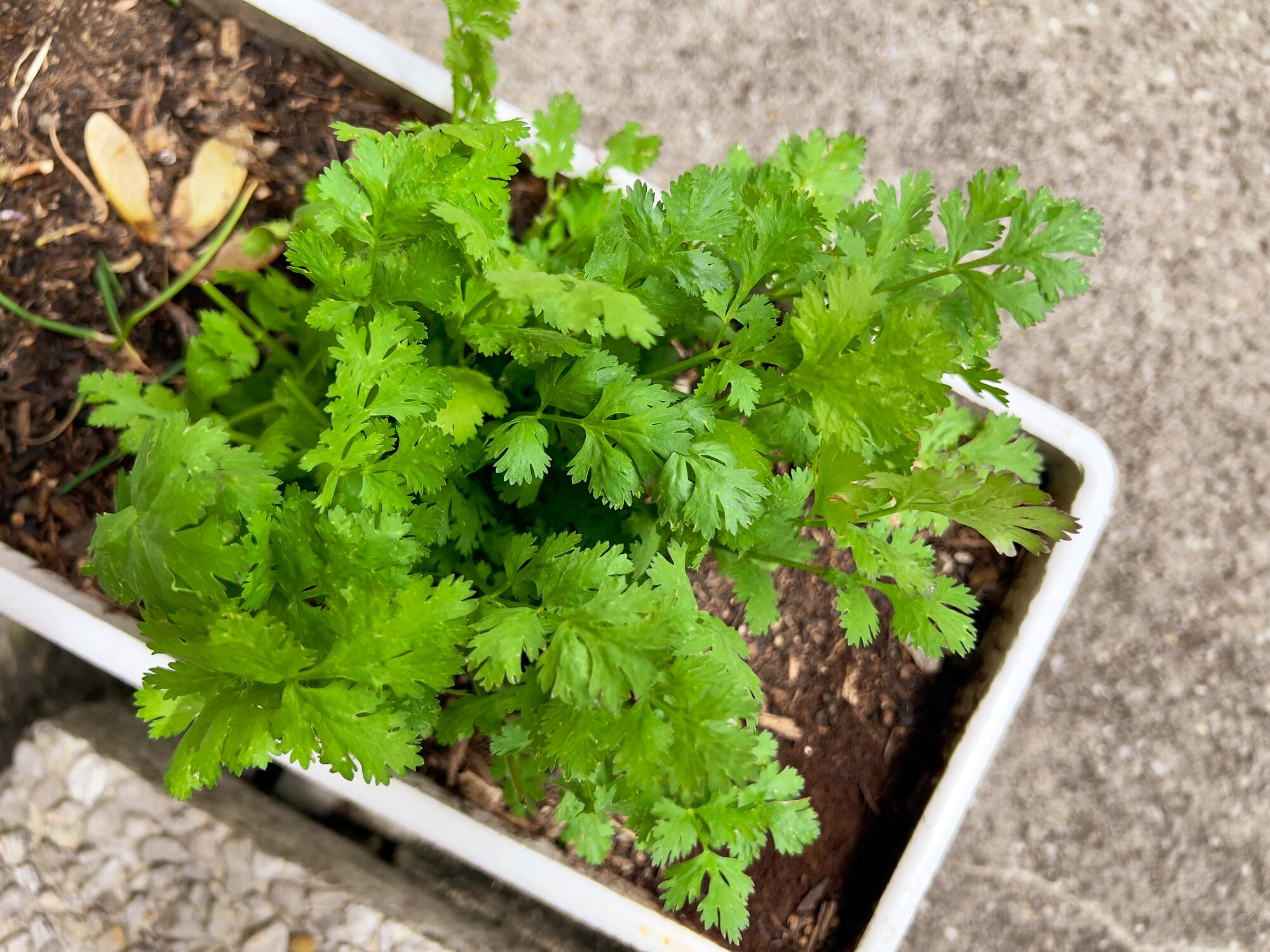 Close-up of Coriander plant at Nidau, Bern Canton, Switzerland