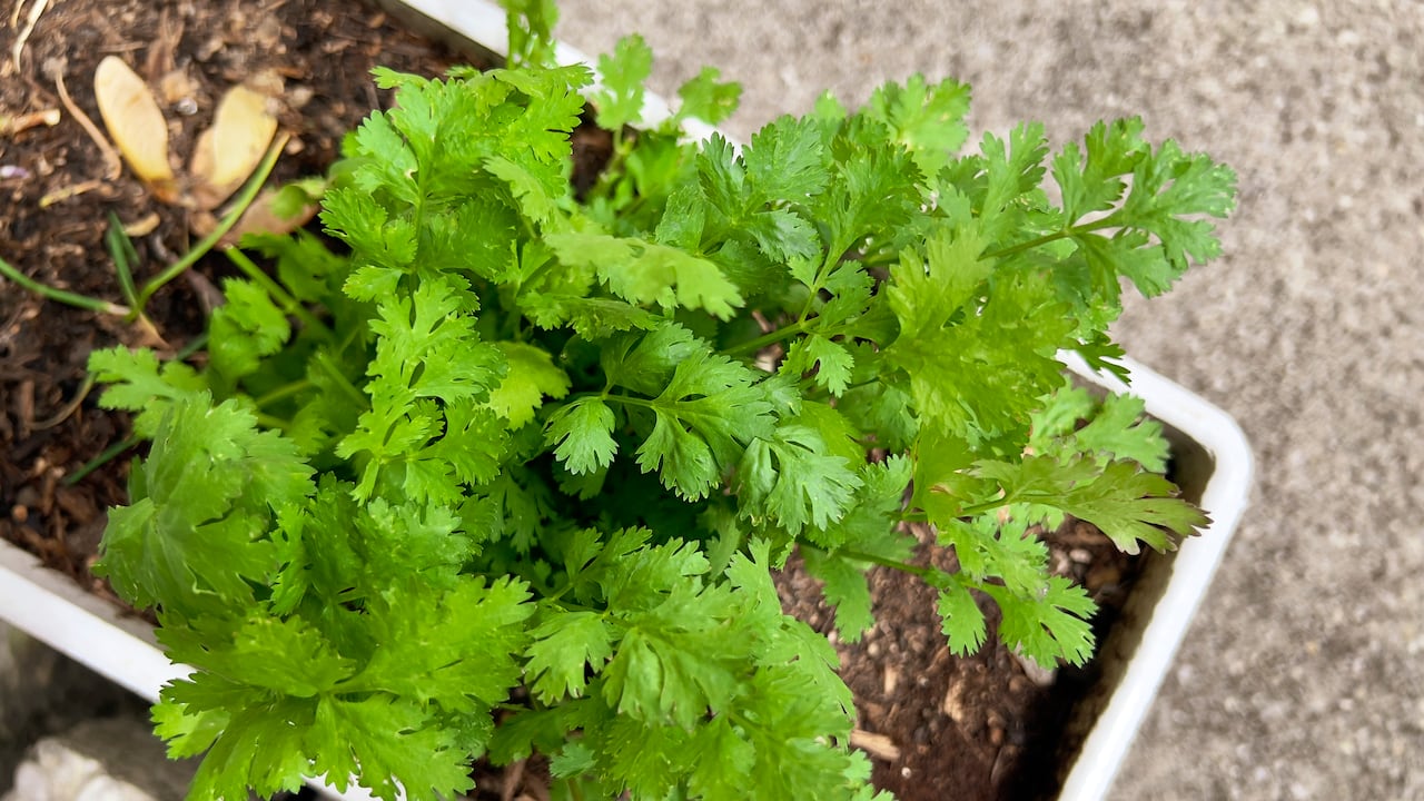 El cilantro es muy saludable.