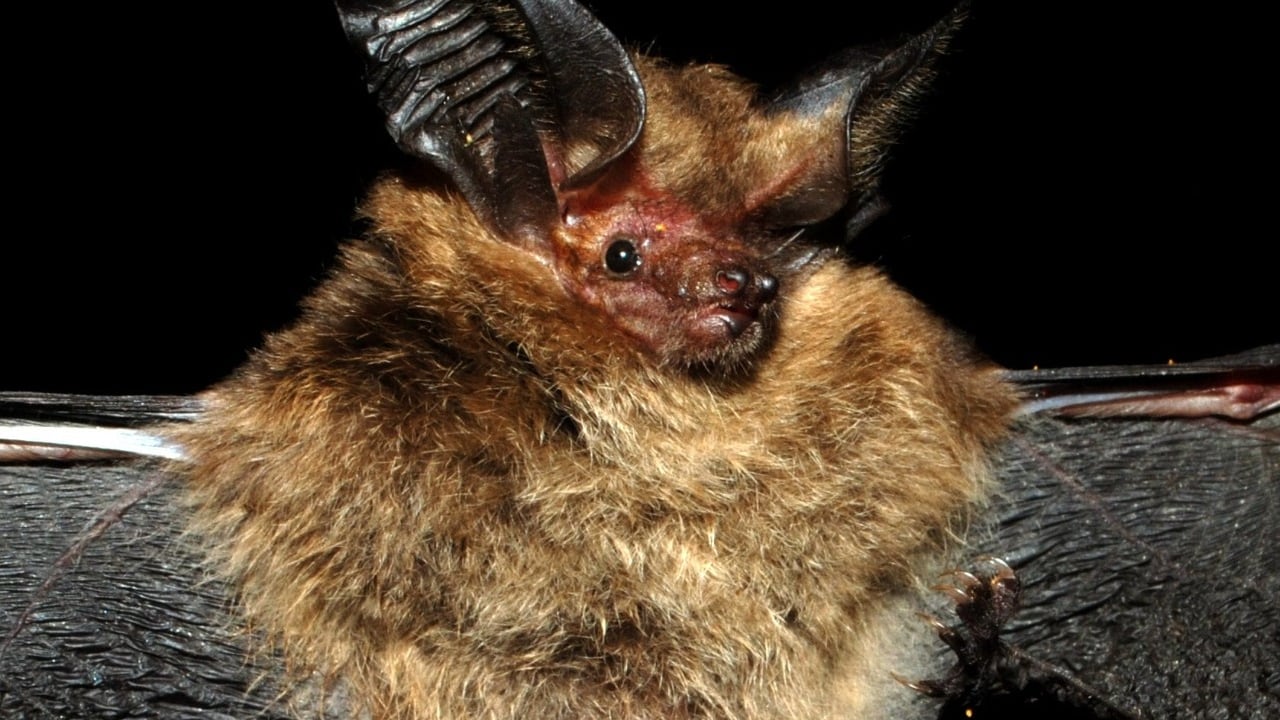 Nueva especie de murciélago hallado en Colombia. (Histiotus cadenai).