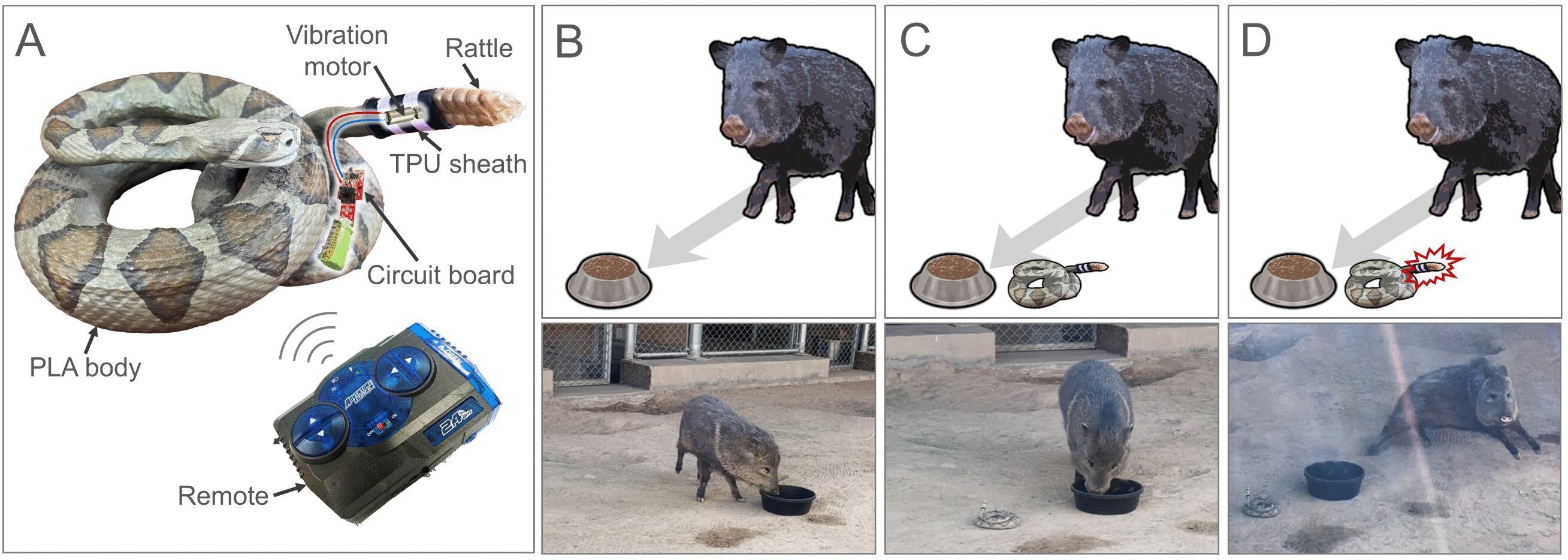 Los ensayos se realizaron con un dispositivo que simulaba a una serpiente real, provocando cambios de conducta en la mayoría de especies expuestas.