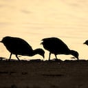 Un ave del tamaño de un ganso pequeño obliga a revisar antiguas teorías científicas.
