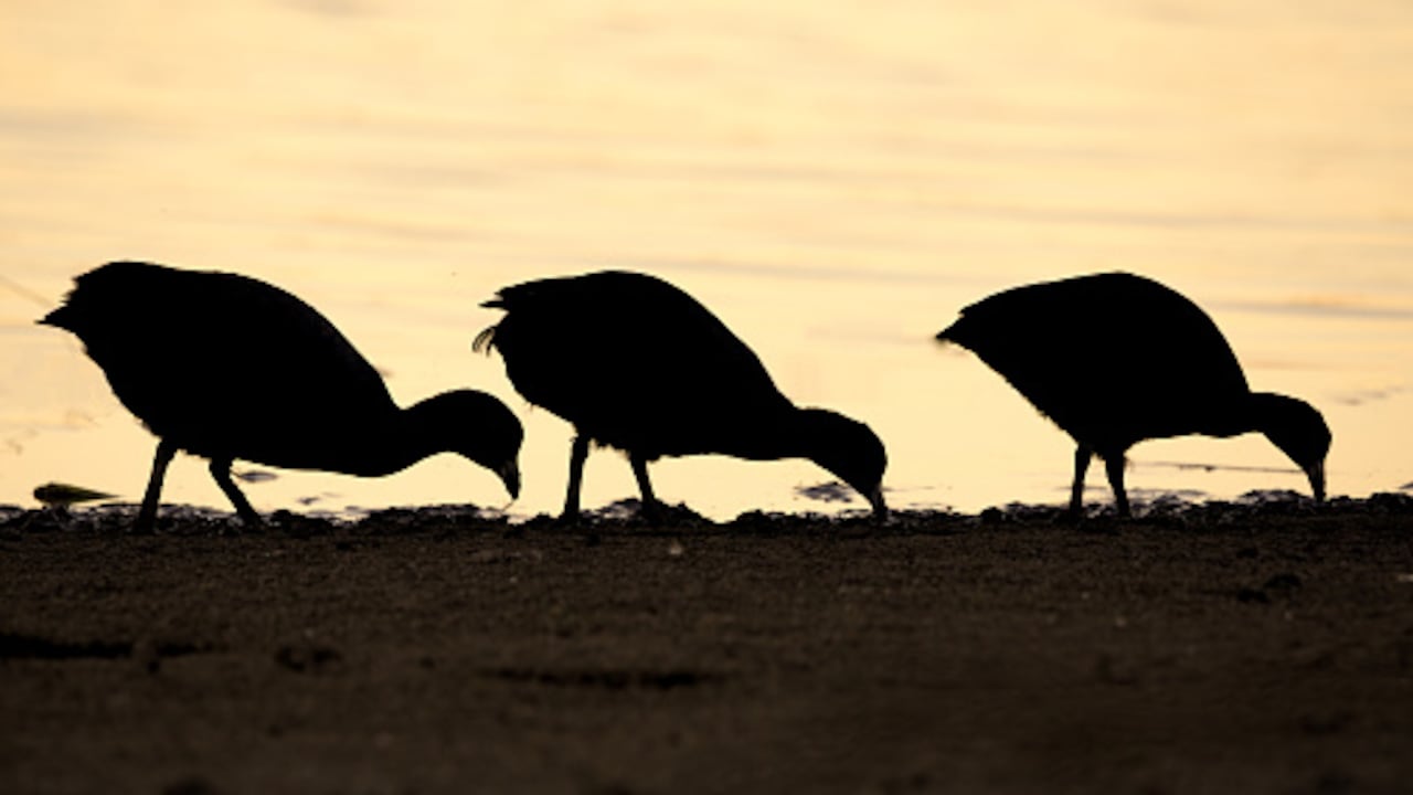 La aparición de una nueva especie fósil cambia lo que se sabía sobre estas aves.