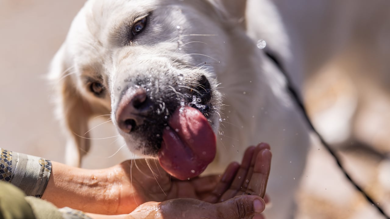 El riesgo de que un perro tome demasiada agua en tiempos de alta temperatura.