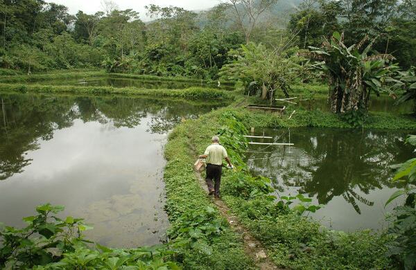 El escalamiento del conflicto armado tiene bajo fuego al negocio más próspero y sostenible de El Tarra, la piscultura, que vende cinco toneladas mensuales de cachama. La mayoría de las piscinas, como estas de Prudencio Claro, presidente de Asopistar (Asociación de Piscicultores de El Tarra), están en la veredad Motilandia, muy cerca al casco urbano, en la zona más afectada por los enfrentamientos y de donde se han desplazado muchos habitantes por el fuego cruzado. Hasta el plato estrella del pueblo, la cachama frita, está amenazado por la guerra.