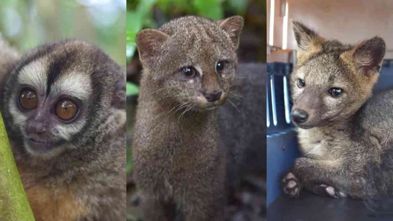Los animales silvestres fueron víctimas del tráfico de fauna en Quindío. Fotos: CRQ.