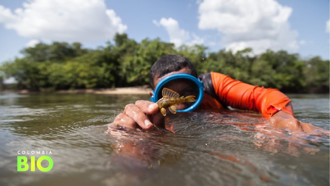 Un investigador atrapa un Loricárido Tigre (su nombre científico es Peckoltia sp) en el río Tomo del Vichada.