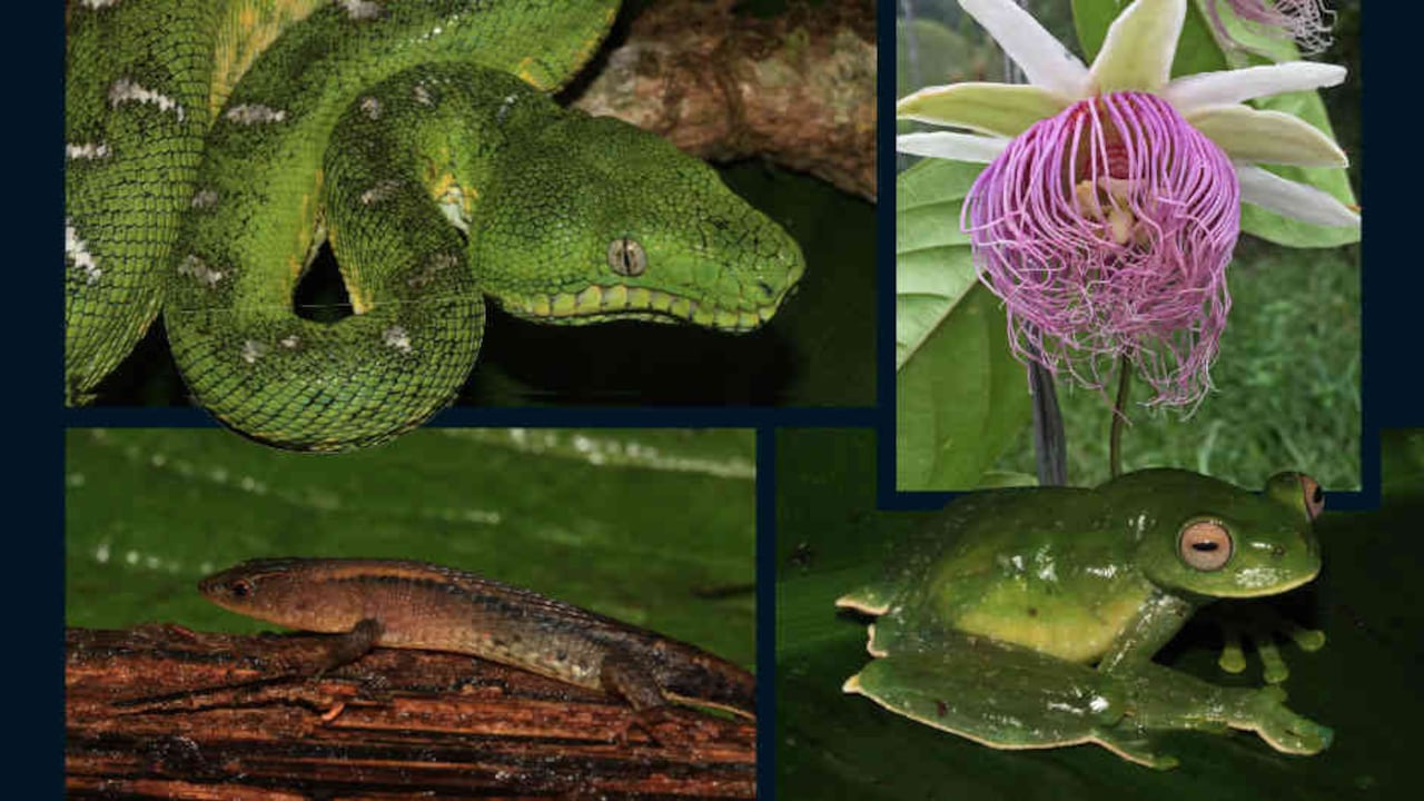 La gran variedad de especies de flora y fauna son ejemplos imprescindibles para la protección del medio ambiente. Fotos: Alianza Colciencias