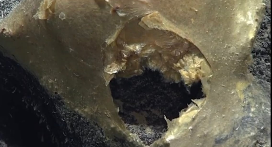 Huevo de oro. Foto: Captura de pantalla video NOAA.