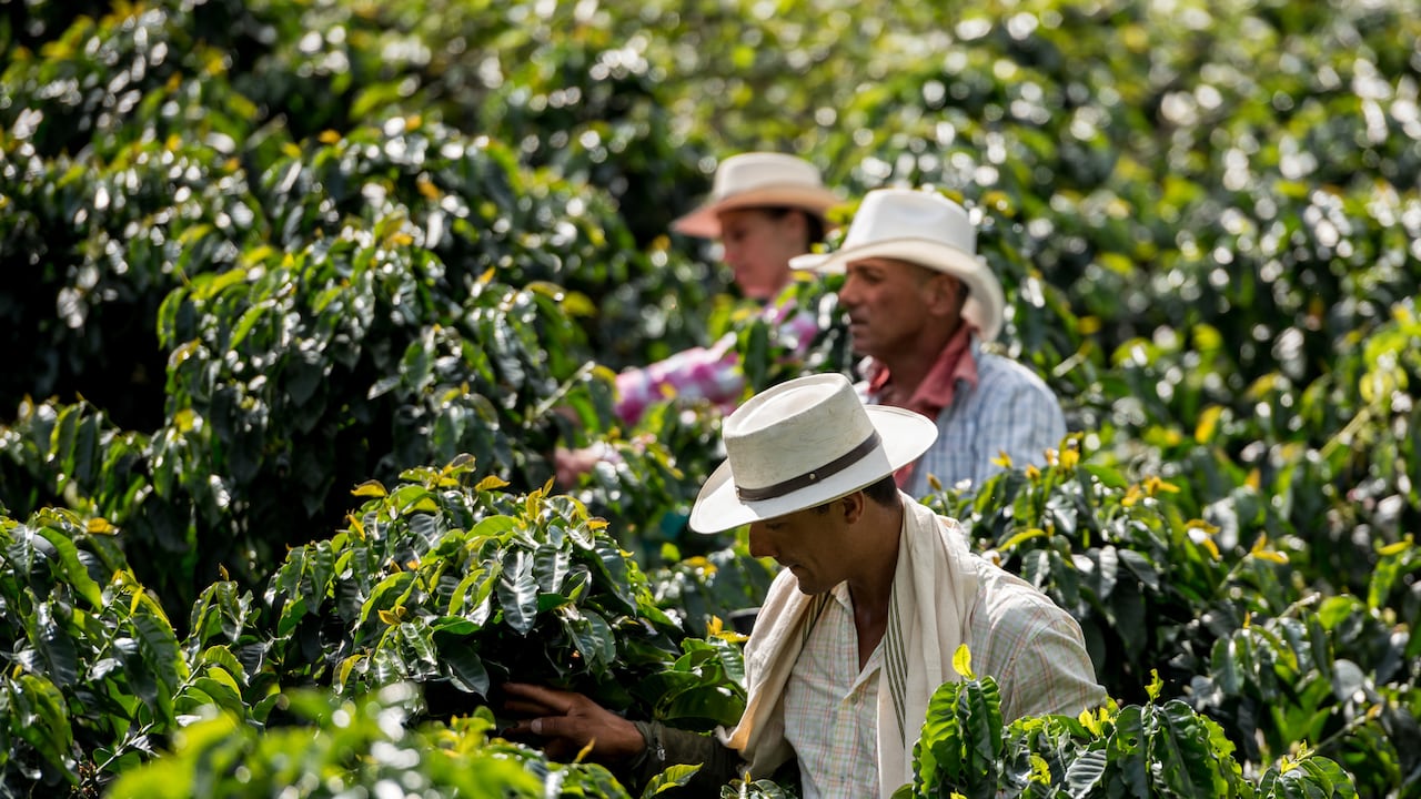 Según la Federación Nacional de Cafeteros, 560 mil familias viven del cultivo de café en Colombia.