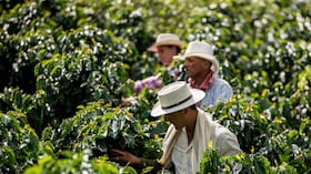 Cultivo de café