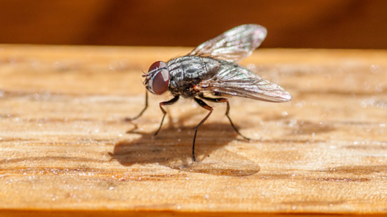 Esta contamina los alimentos y transportan gérmenes que pueden causar distintas infecciones en las personas que los consumen.