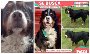 Gepetto se perdió en San Rafael, vereda de Facatativá