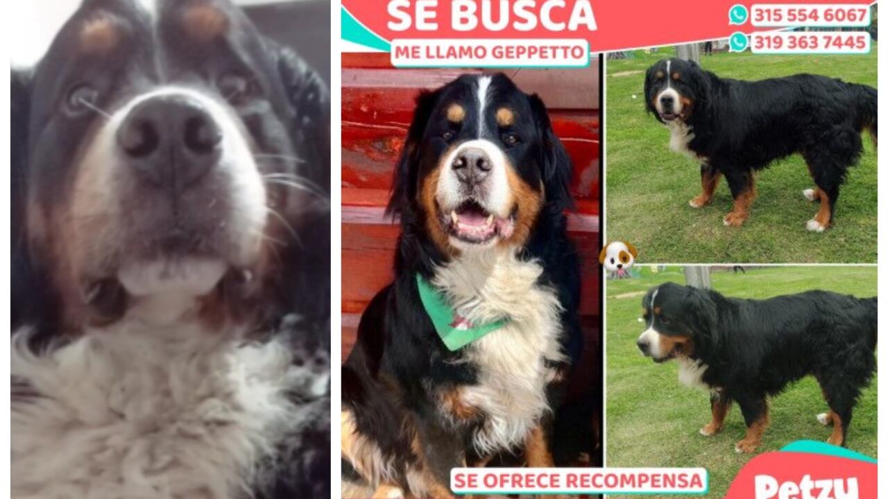 Gepetto se perdió en San Rafael, vereda de Facatativá