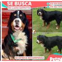 Gepetto se perdió en San Rafael, vereda de Facatativá