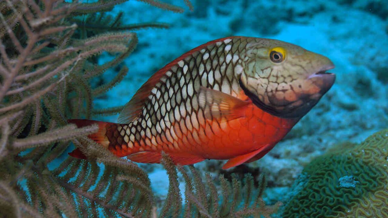 Fotos: Organización Seacology.