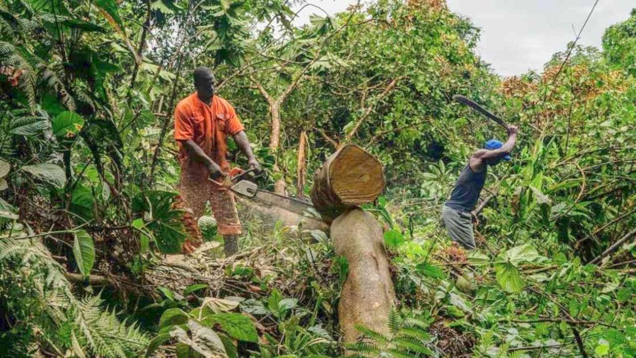 Tala de árboles en el Pacífico colombiano. Foto: David Fayad