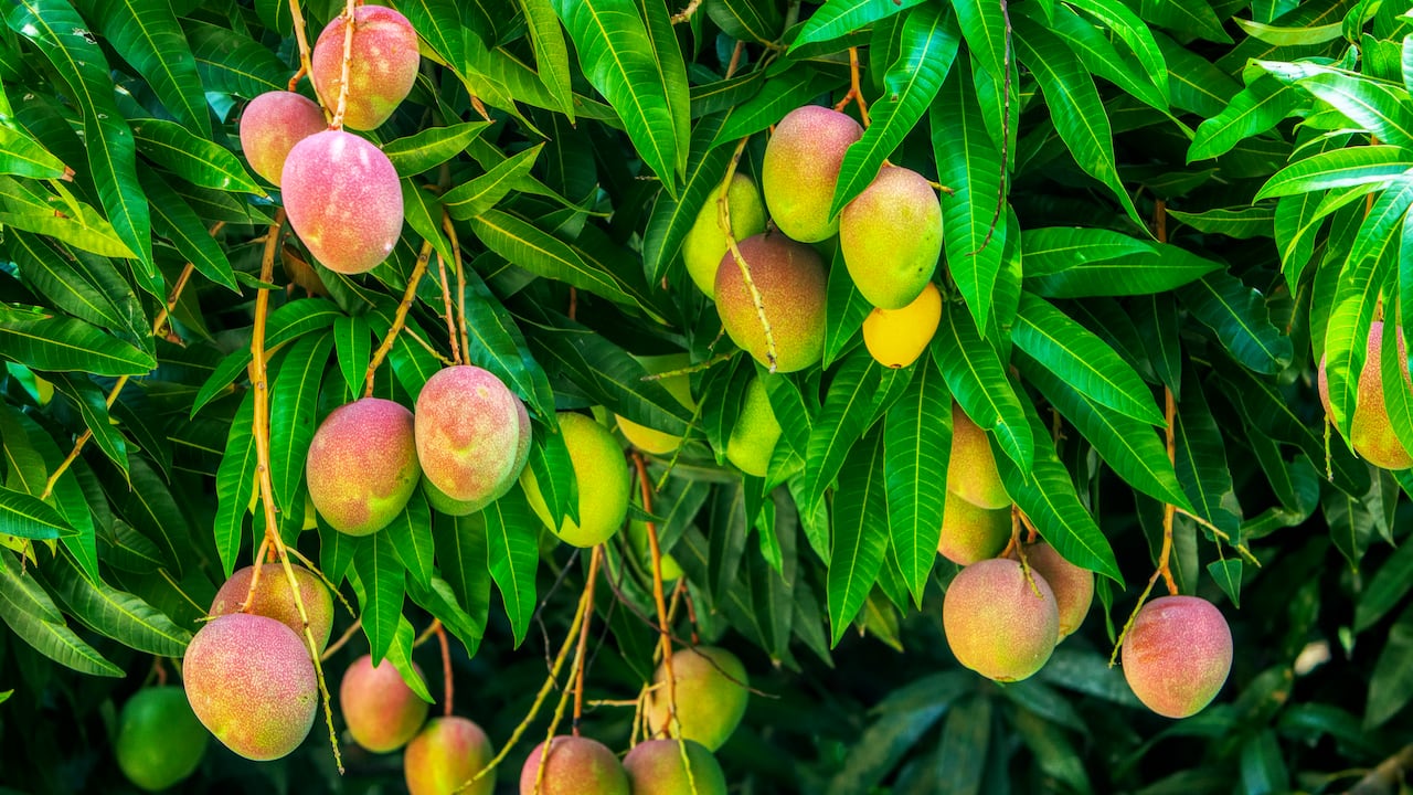 Este fruto se da gracias a las condiciones climáticas de la región y la fertilidad de la tierra.