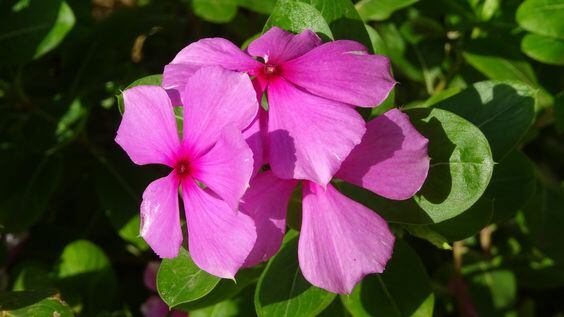 La isabelita es originaria de Madagascar, en África, pero ha sido naturalizada en muchos lugares del mundo.